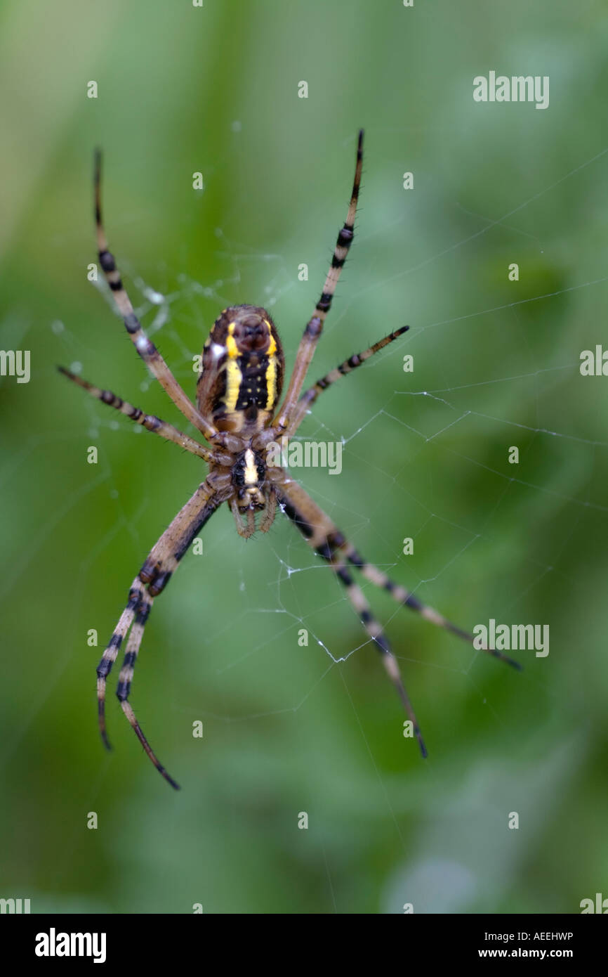 Wasp spider in web Stock Photo - Alamy