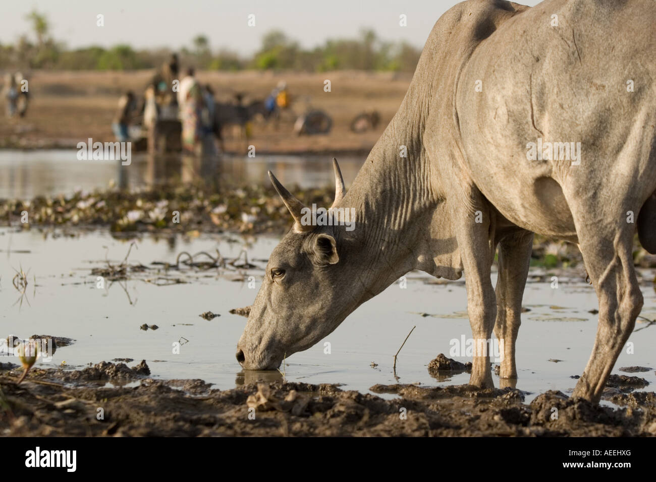 A cow drinks from a pond Stock Photo