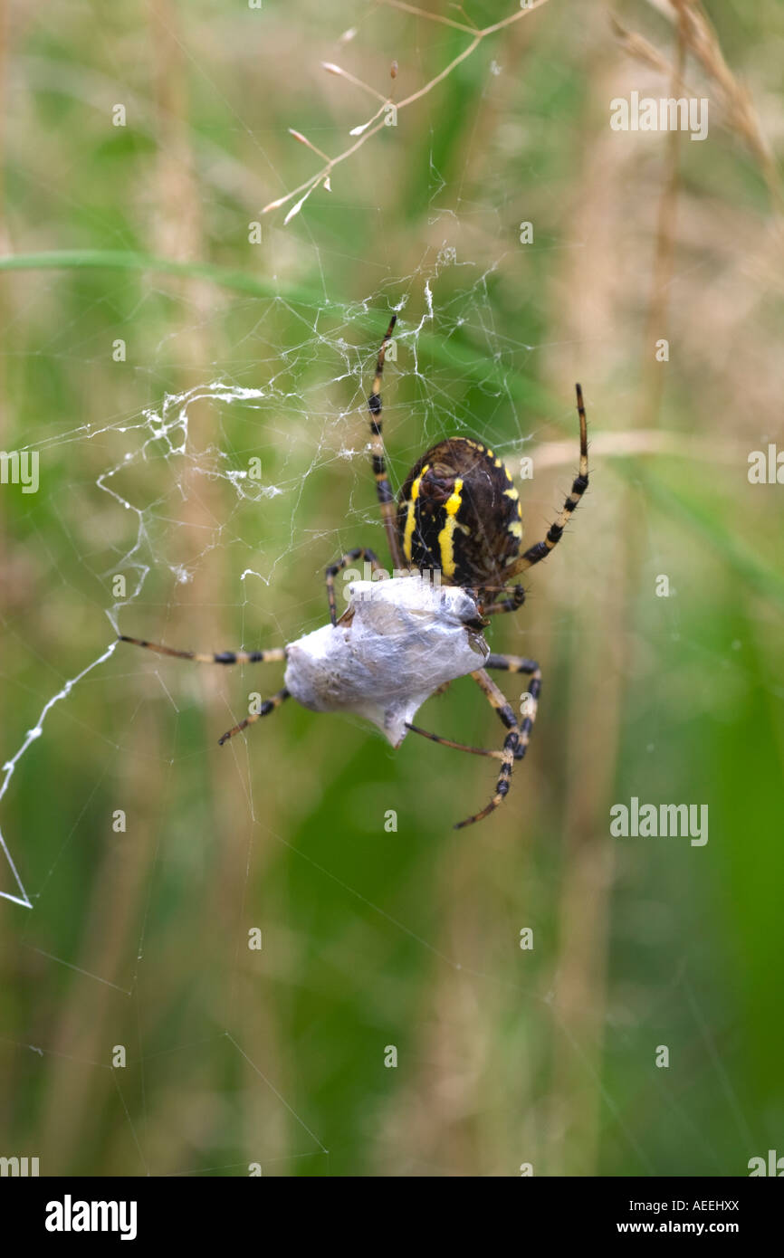 Wasp spider with prey Stock Photo - Alamy