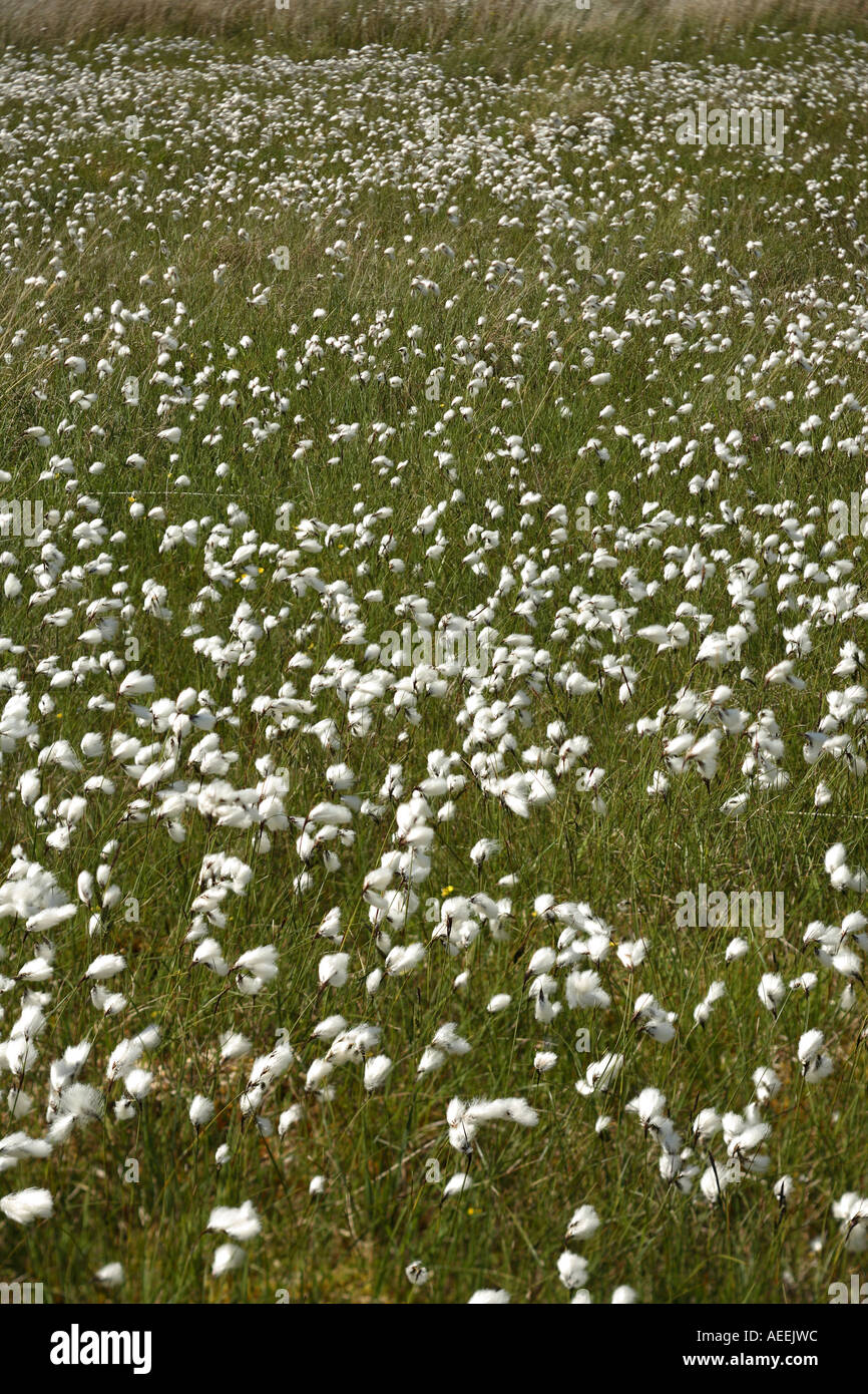 Bog cotton scotland hires stock photography and images Alamy