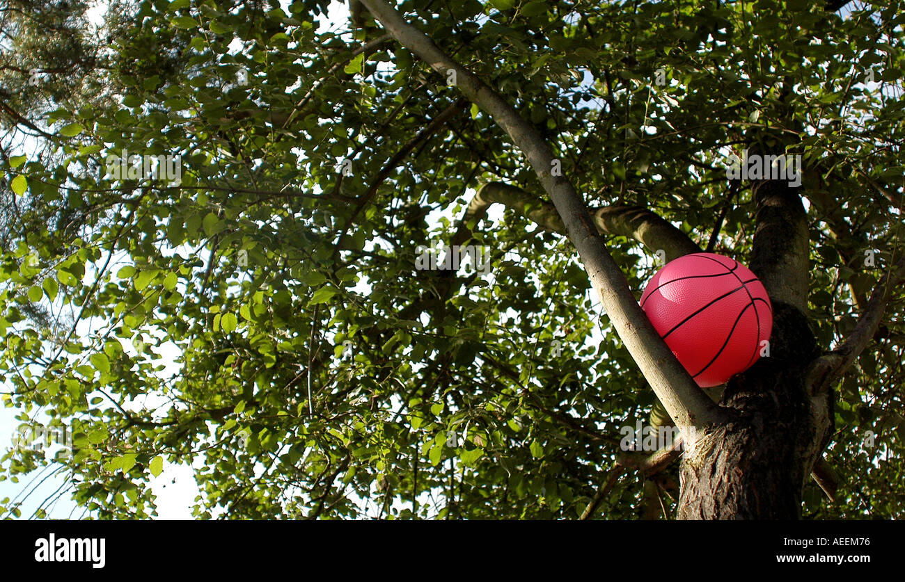 Ball in tree. Picture by Patrick Steel patricksteel Stock Photo - Alamy