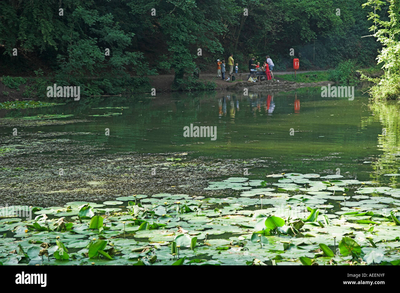 Secluded tree lined pond with water lilies Family Abbots Pond 