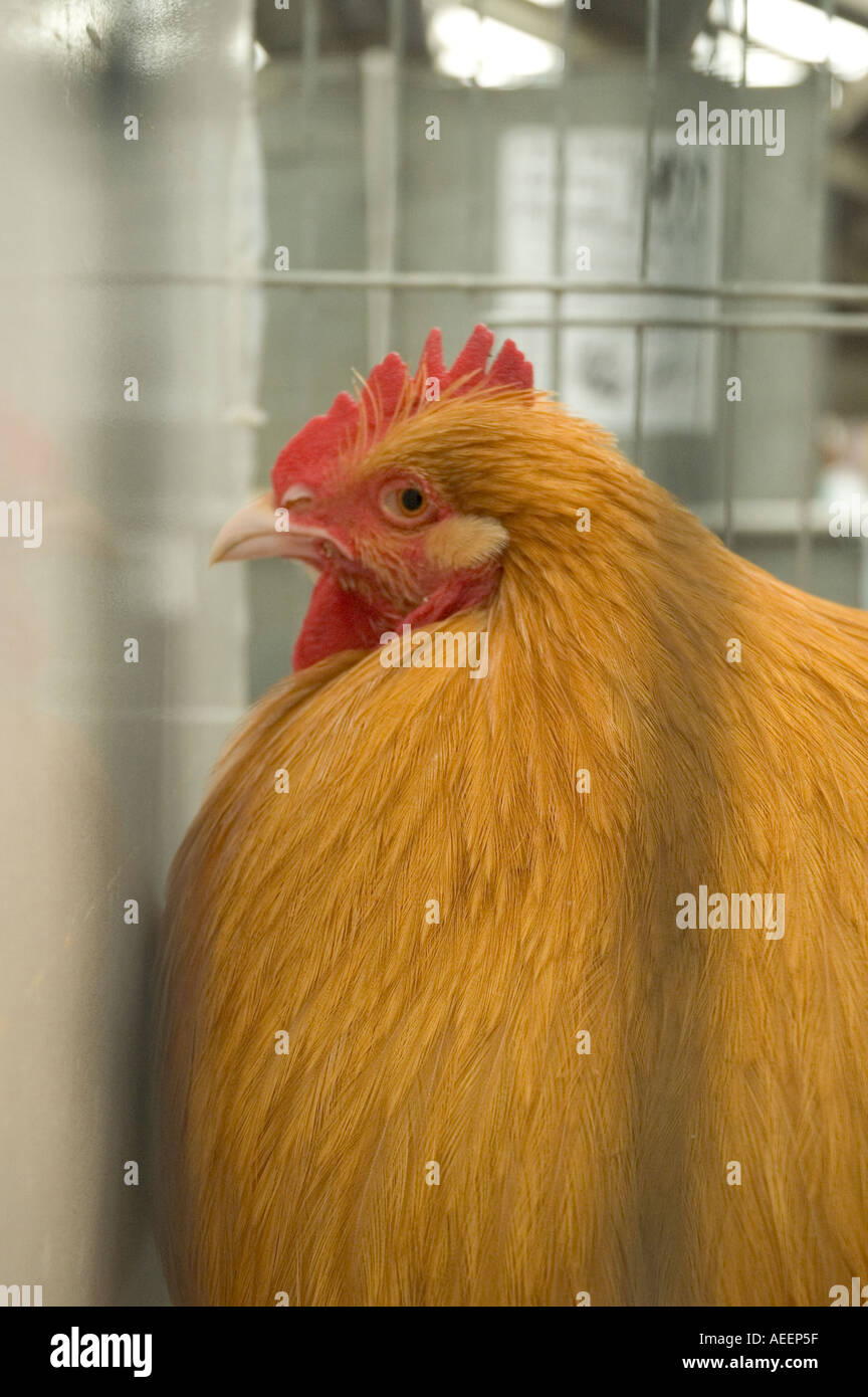 Poultry judging at the Great Yorkshire Show 2005 Stock Photo Alamy