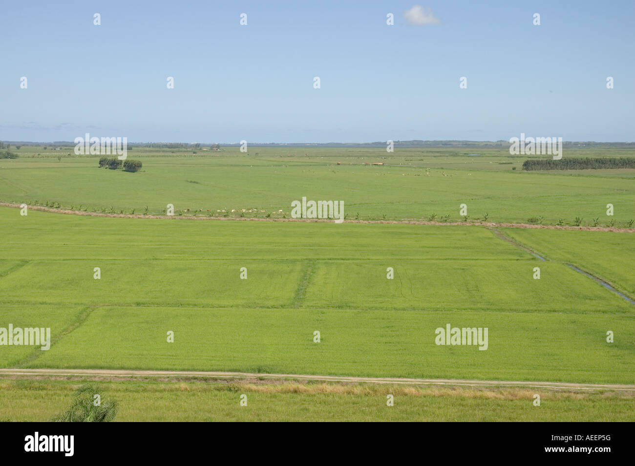 Large rice fields dot the landscape around Tubarao Santa Catarina ...