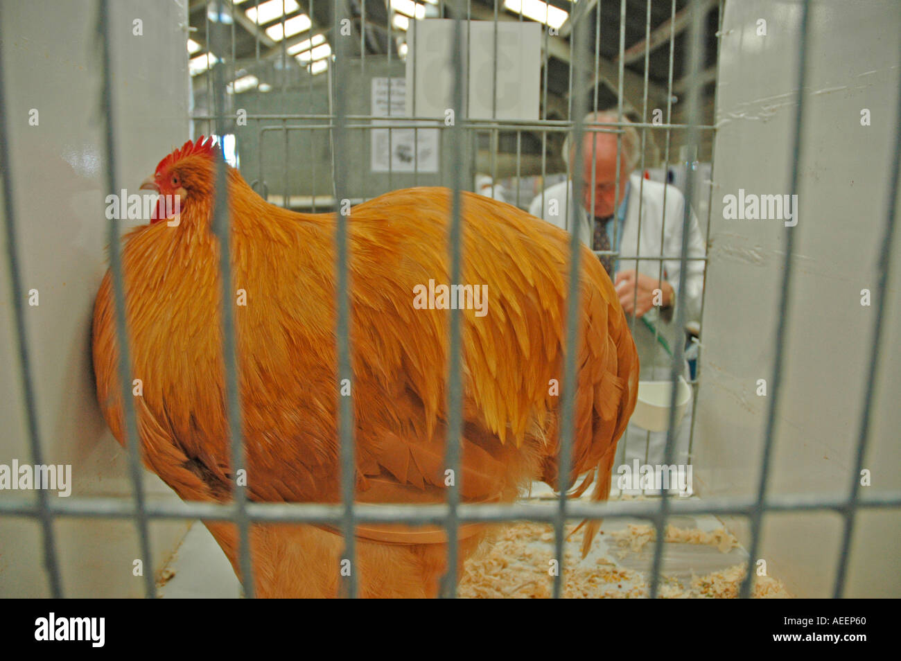 Poultry judging at the Great Yorkshire Show 2005 Stock Photo