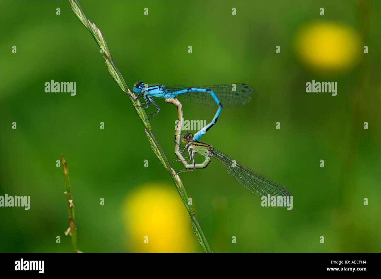 Mating wheel Common Blue Damselfly Enallagma cyathigerum on stem of rye ...