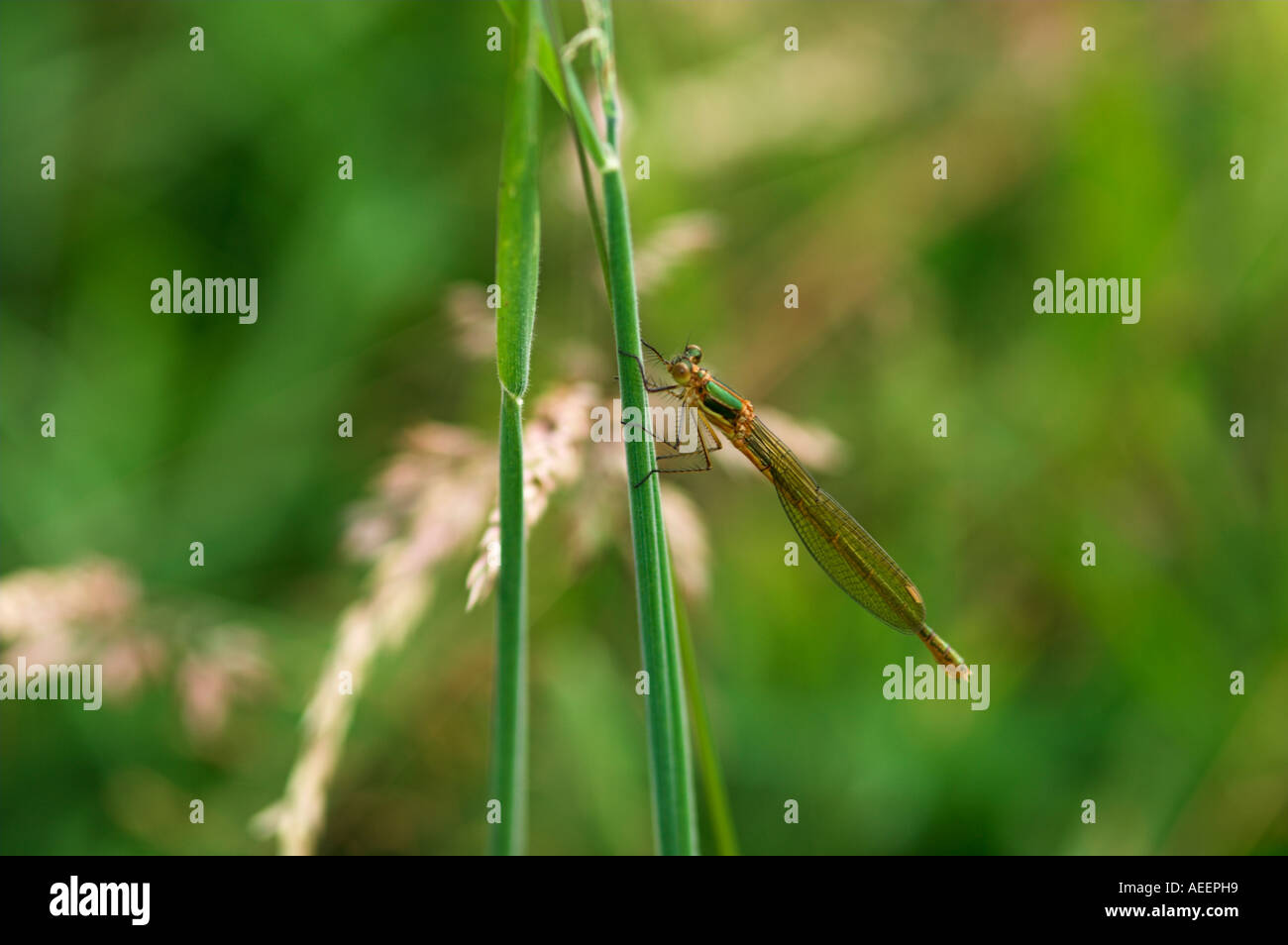 Emerald Damselfly Lestes sponsa on grass stem Stock Photo - Alamy