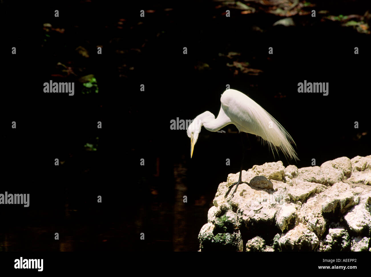 Snowy Egret, Egretta thula, bird common on coast of Gulf of Mexico in Florida Alabama Mississippi Lousiana USA Stock Photo
