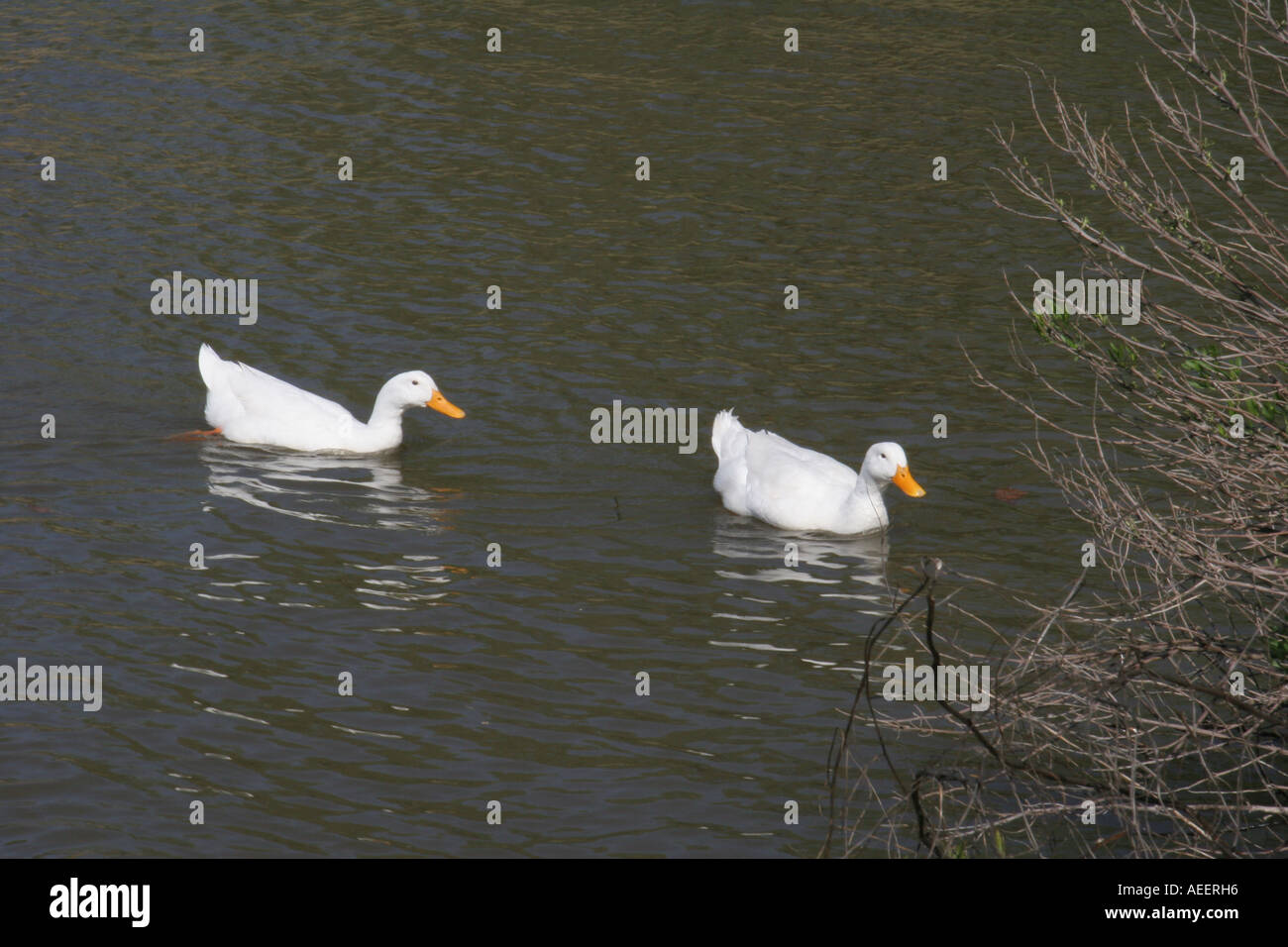 Two White Ducks Stock Photo - Alamy