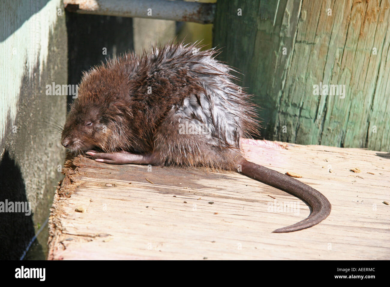A Muskrat on a float in Cambridge Creek Stock Photo - Alamy