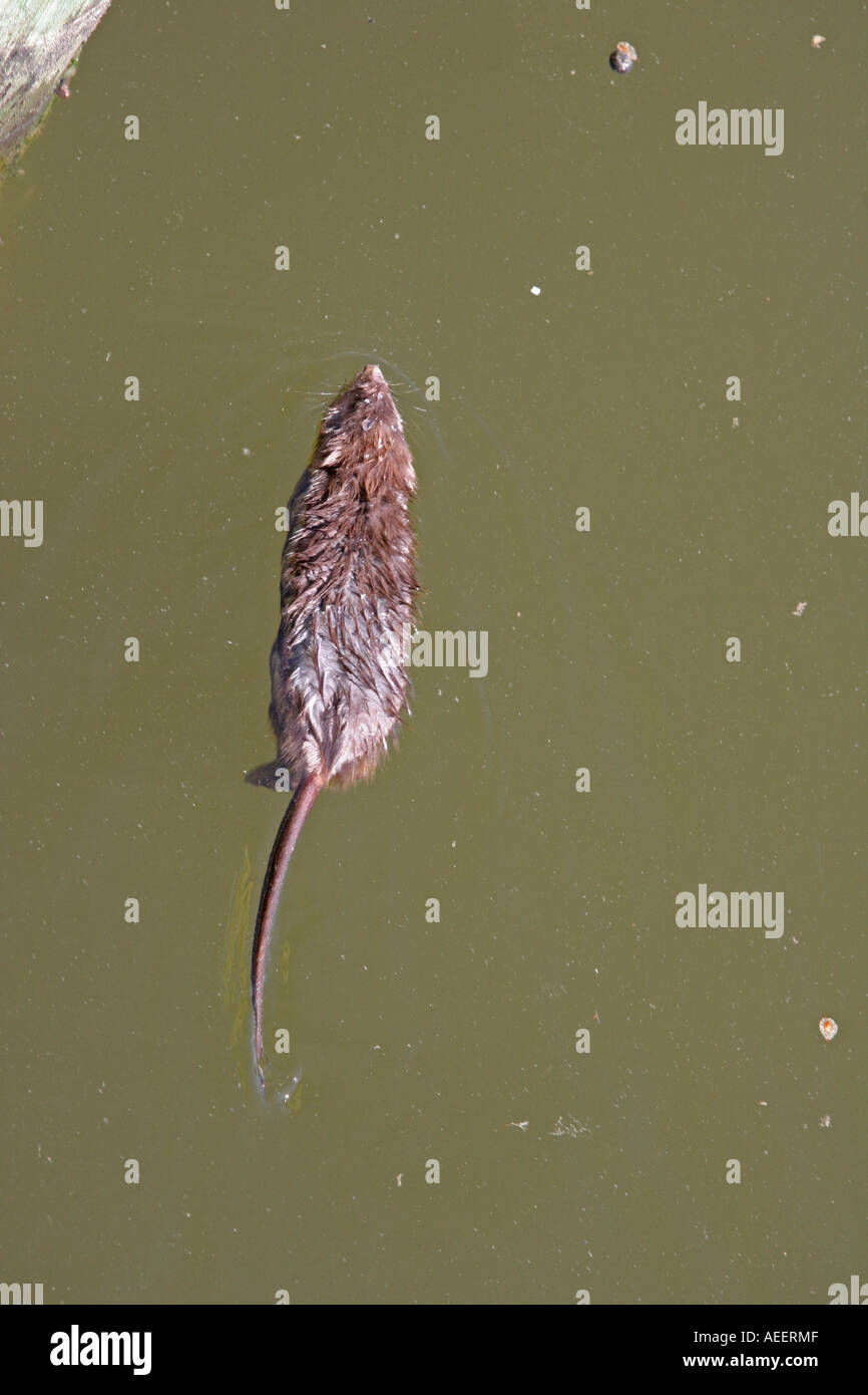 A muskrat swimming in cambridge creek hi-res stock photography and