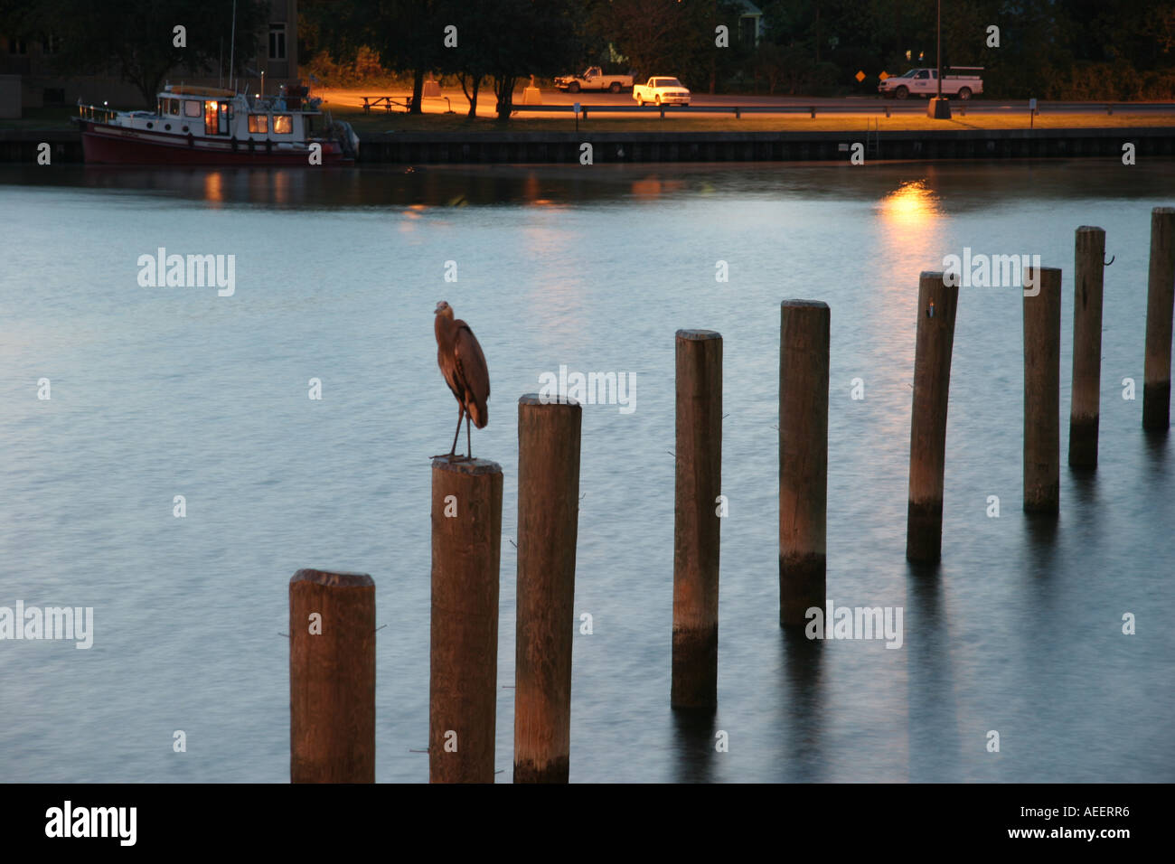 Great Blue Heron on a Piling Stock Photo