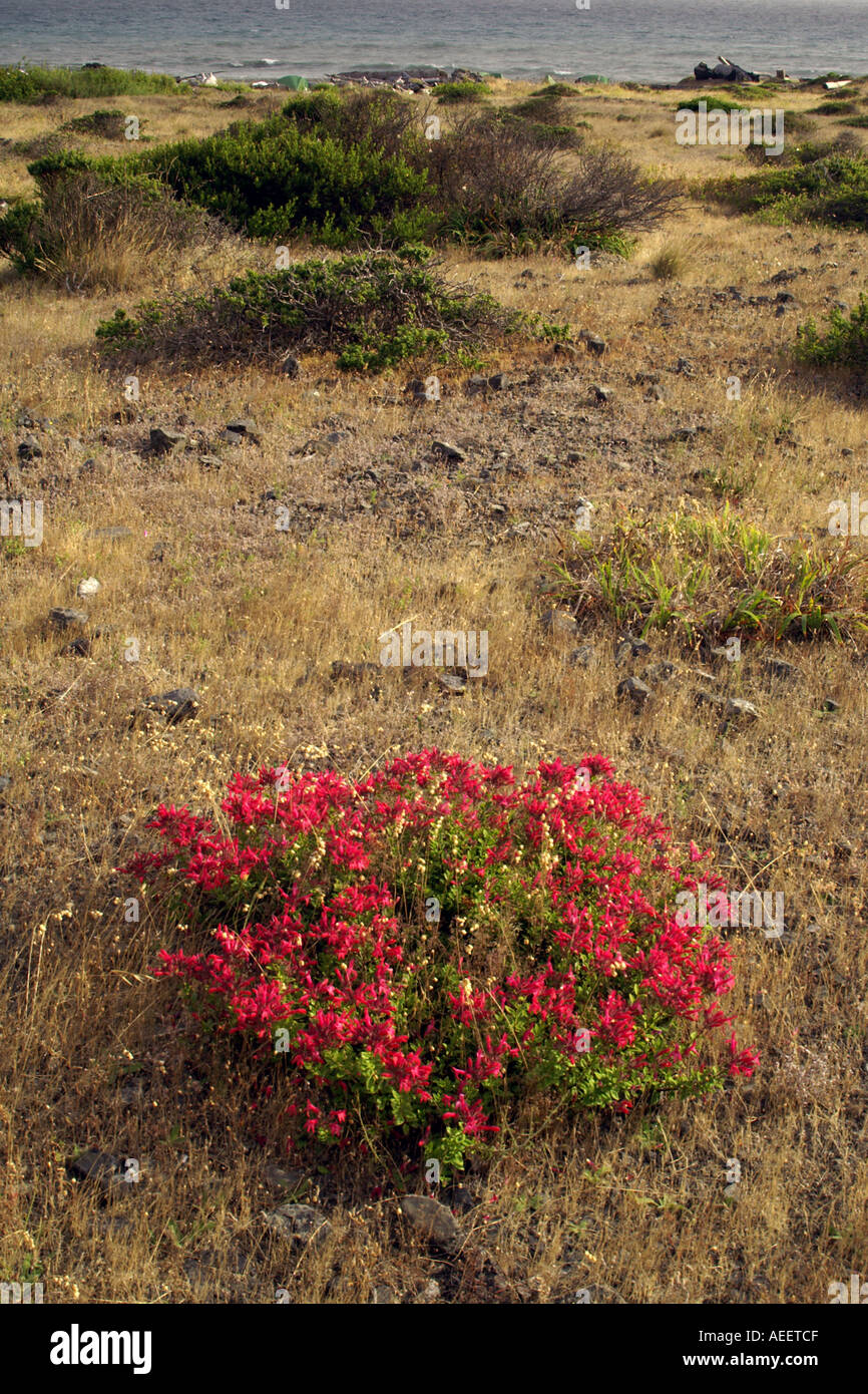 Red Shrubby Penstemon Penstemon corymbosus in bloom on Northern California coast Stock Photo