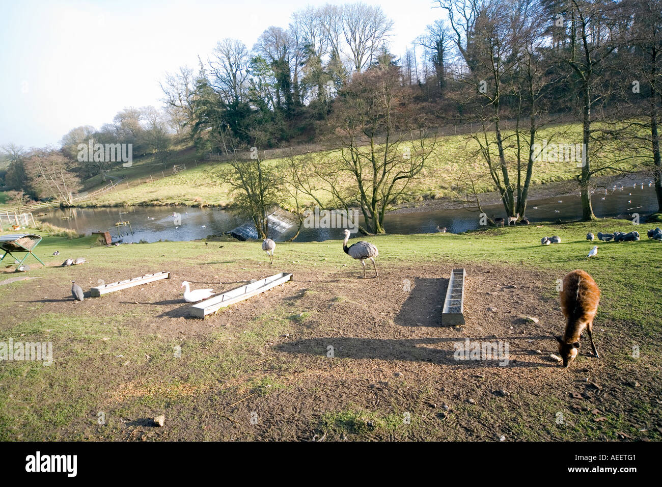 Cricket St Thomas Wildlife Park Chard Somerset Stock Photo Alamy