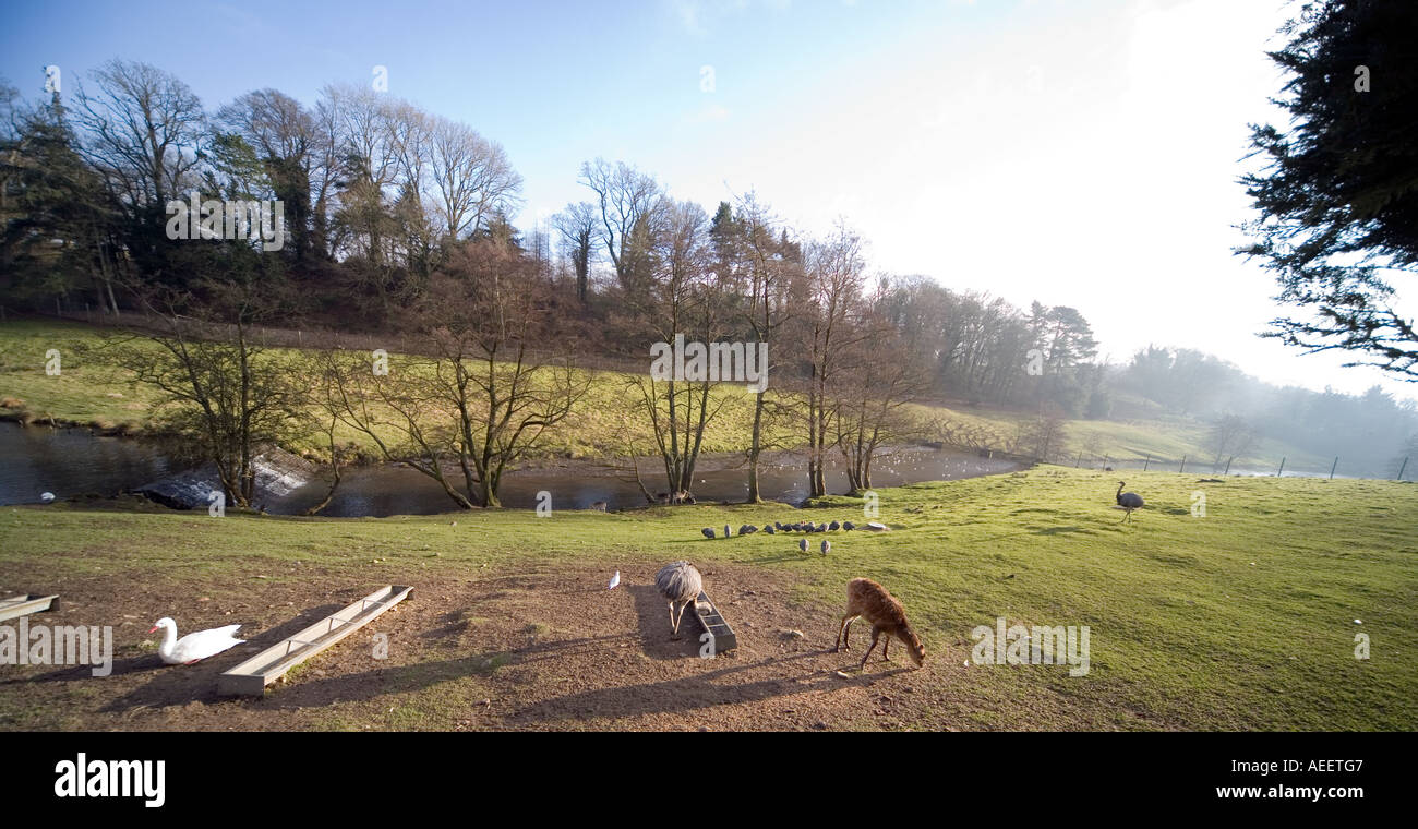 Cricket St Thomas Wildlife Park Chard Somerset England Animal enclosure