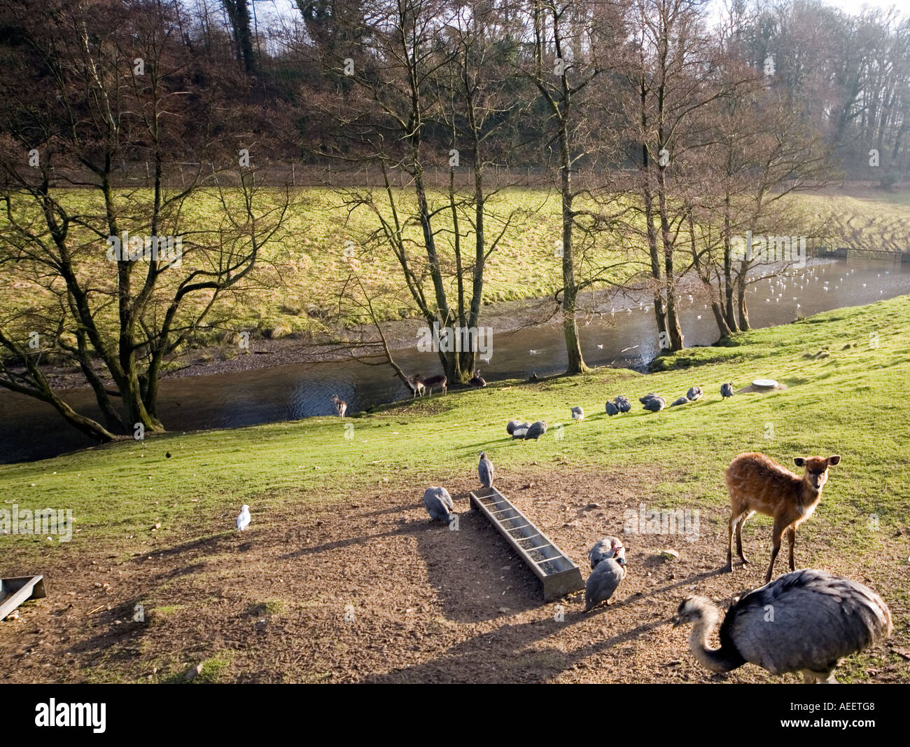 Cricket St Thomas Wildlife Park, Chard, Somerset, England, Uk Stock