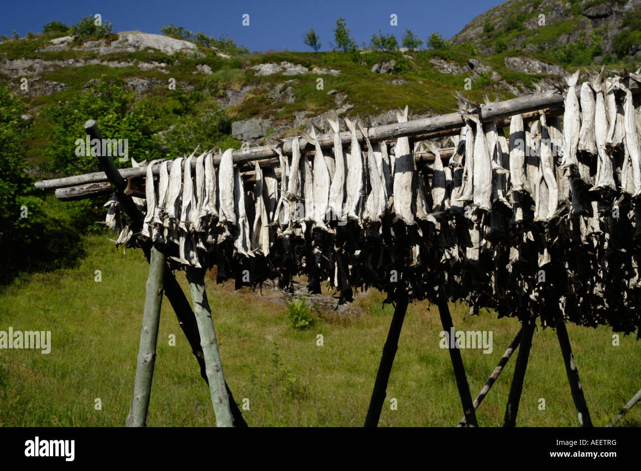 Cod drying, village of Å, southern Lofoten, Norway Stock Photo - Alamy