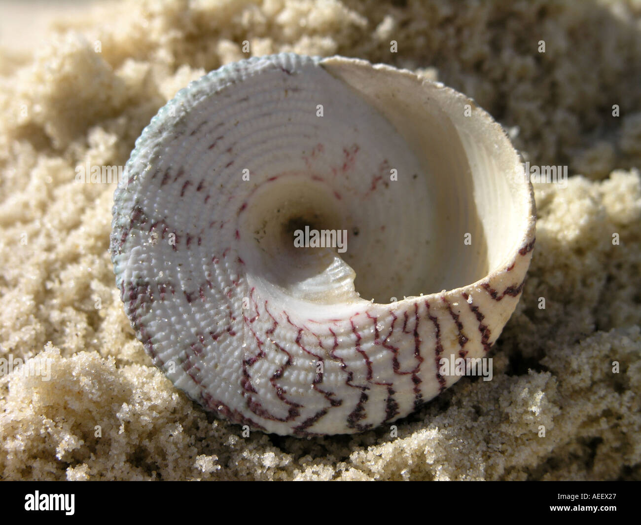 Conical shell hi-res stock photography and images - Alamy