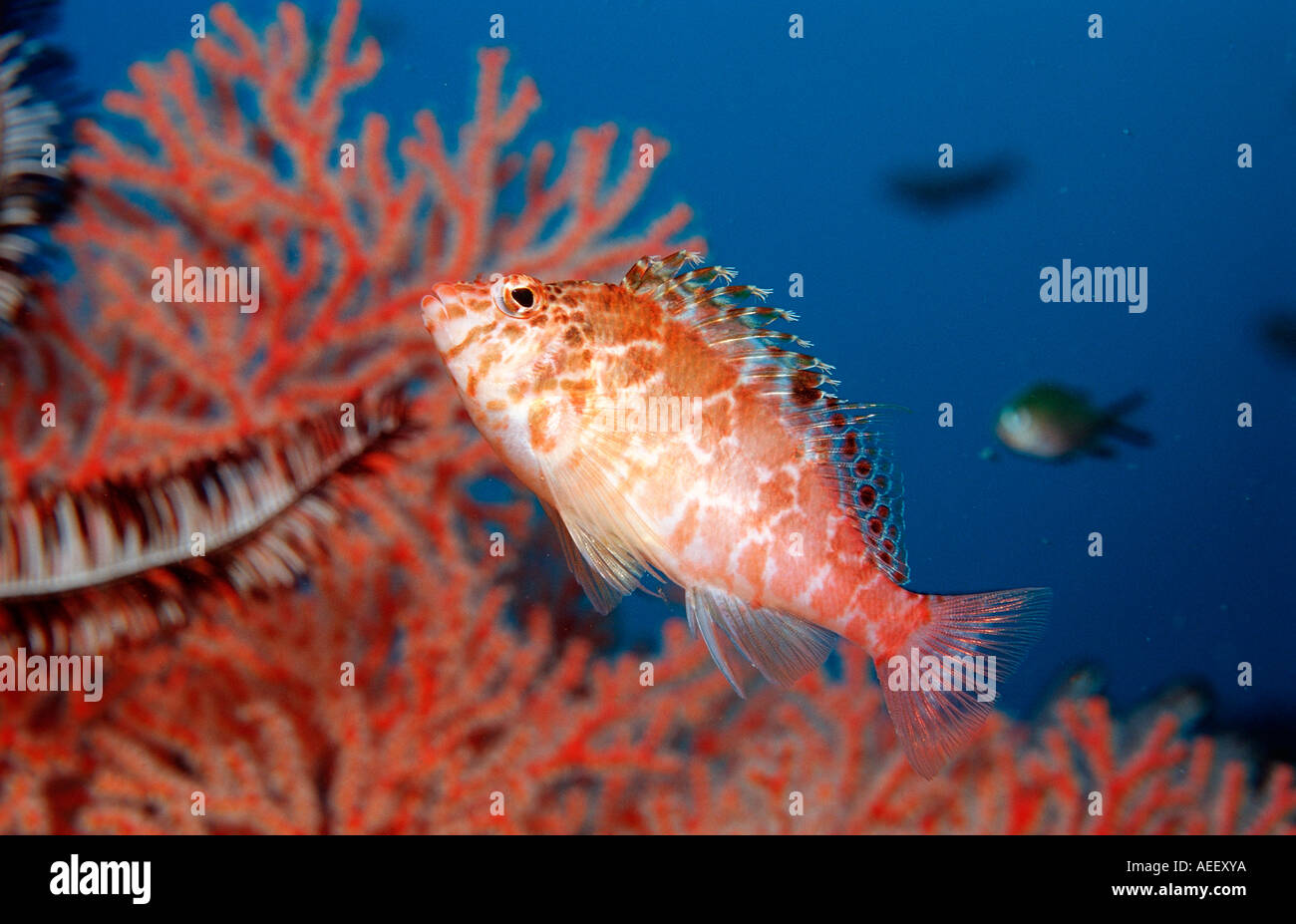 Dwarf hawkfish Cirrhitichthys falco Bali Indian Ocean Indonesia Stock Photo