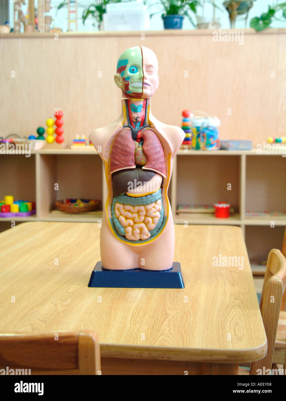 Human anatomy dummy Stock Photo Alamy