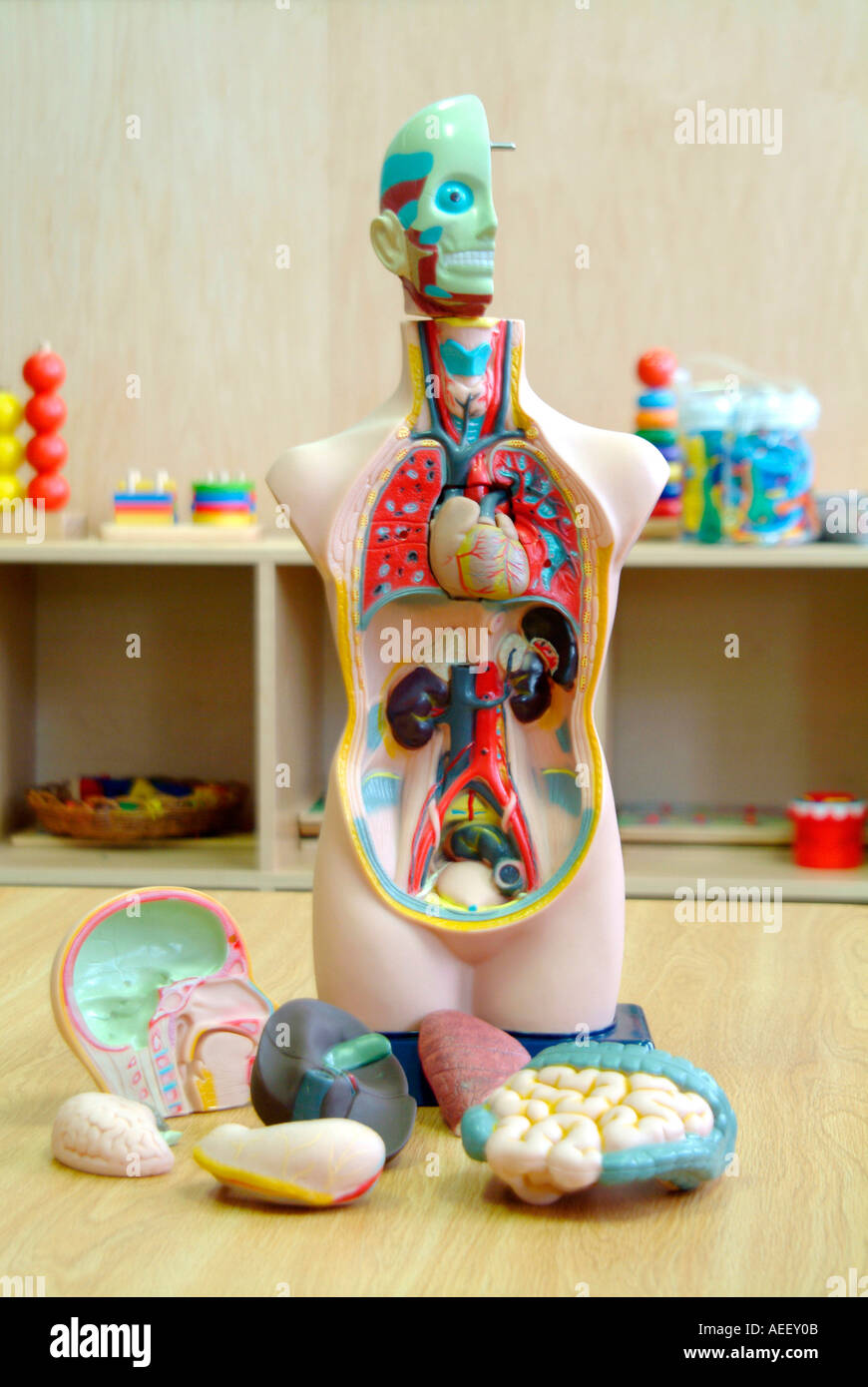 Human anatomy dummy Stock Photo - Alamy