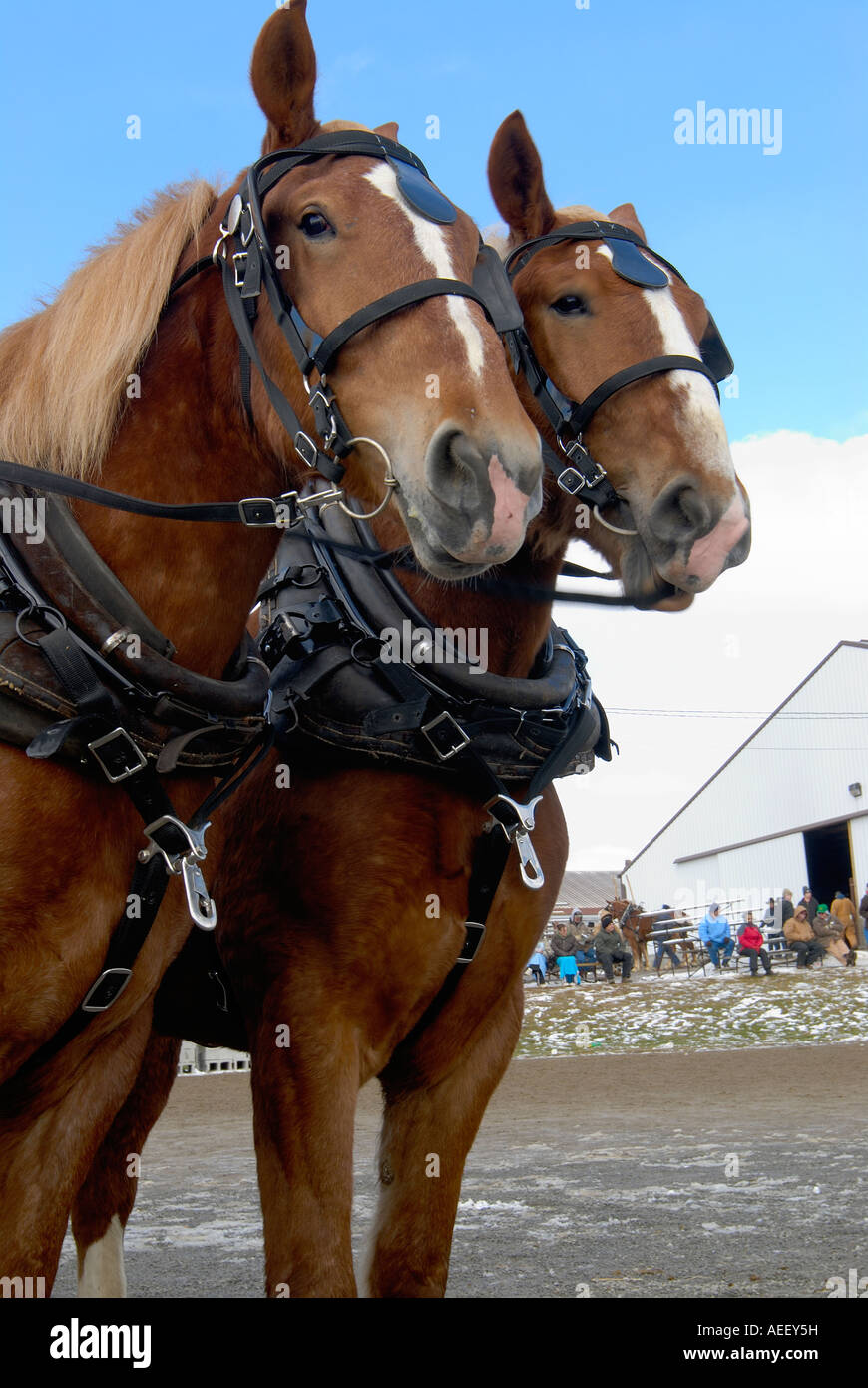 Amish horse at auction in Mr Hope Ohio Stock Photo Alamy