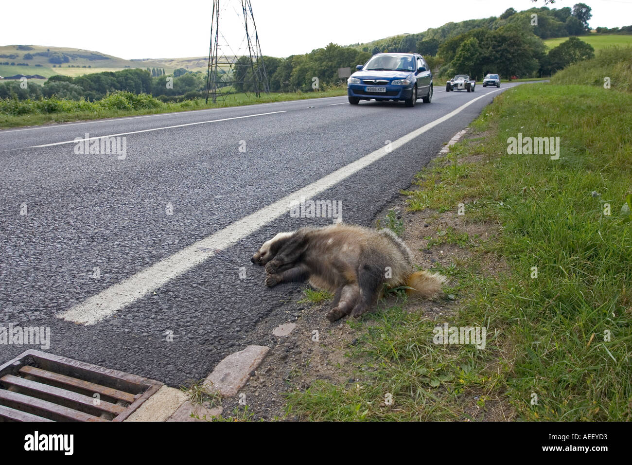 Dead badger at roadside Cotswolds UK Stock Photo Alamy