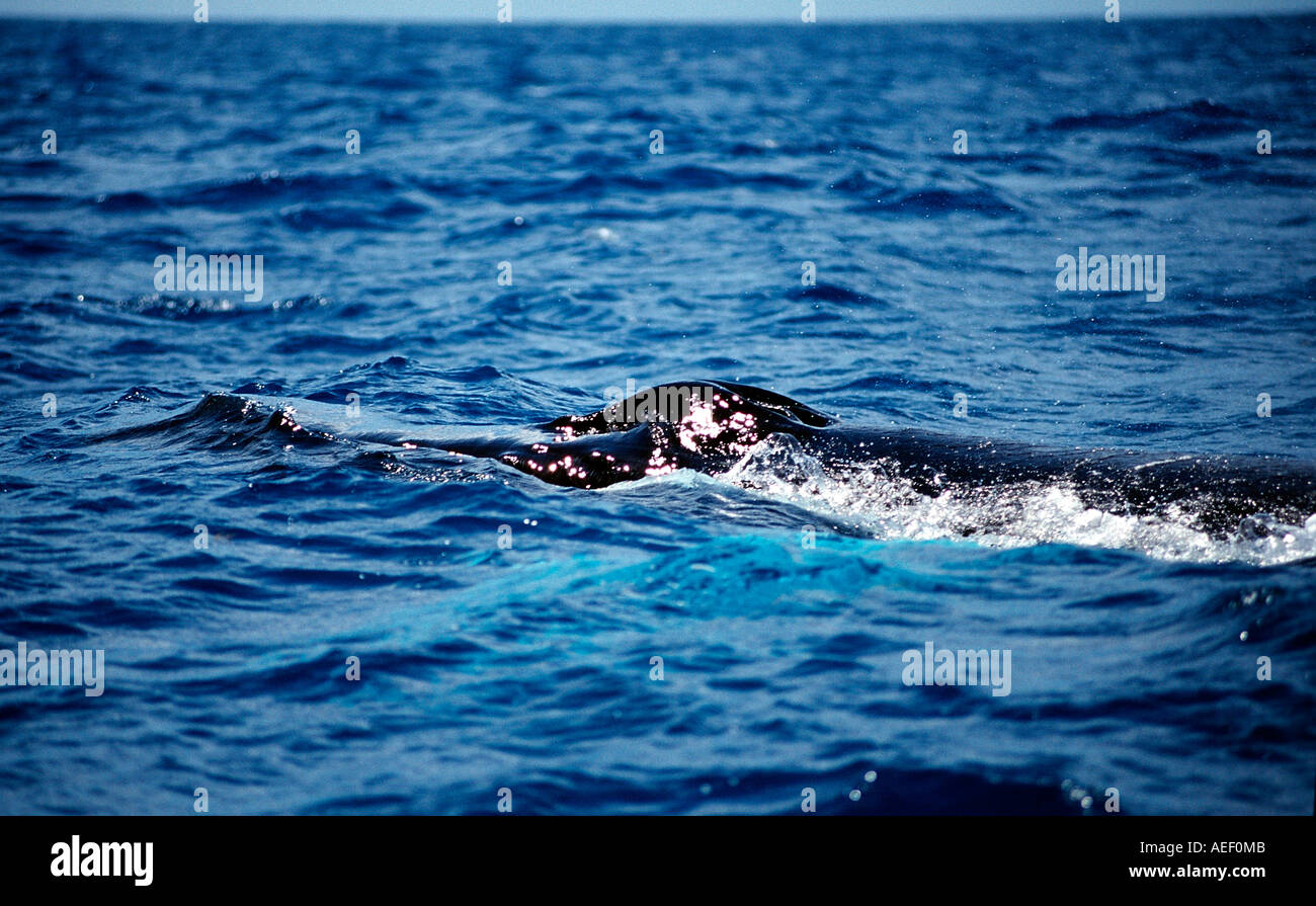 Giant model blue whale hi-res stock photography and images - Alamy