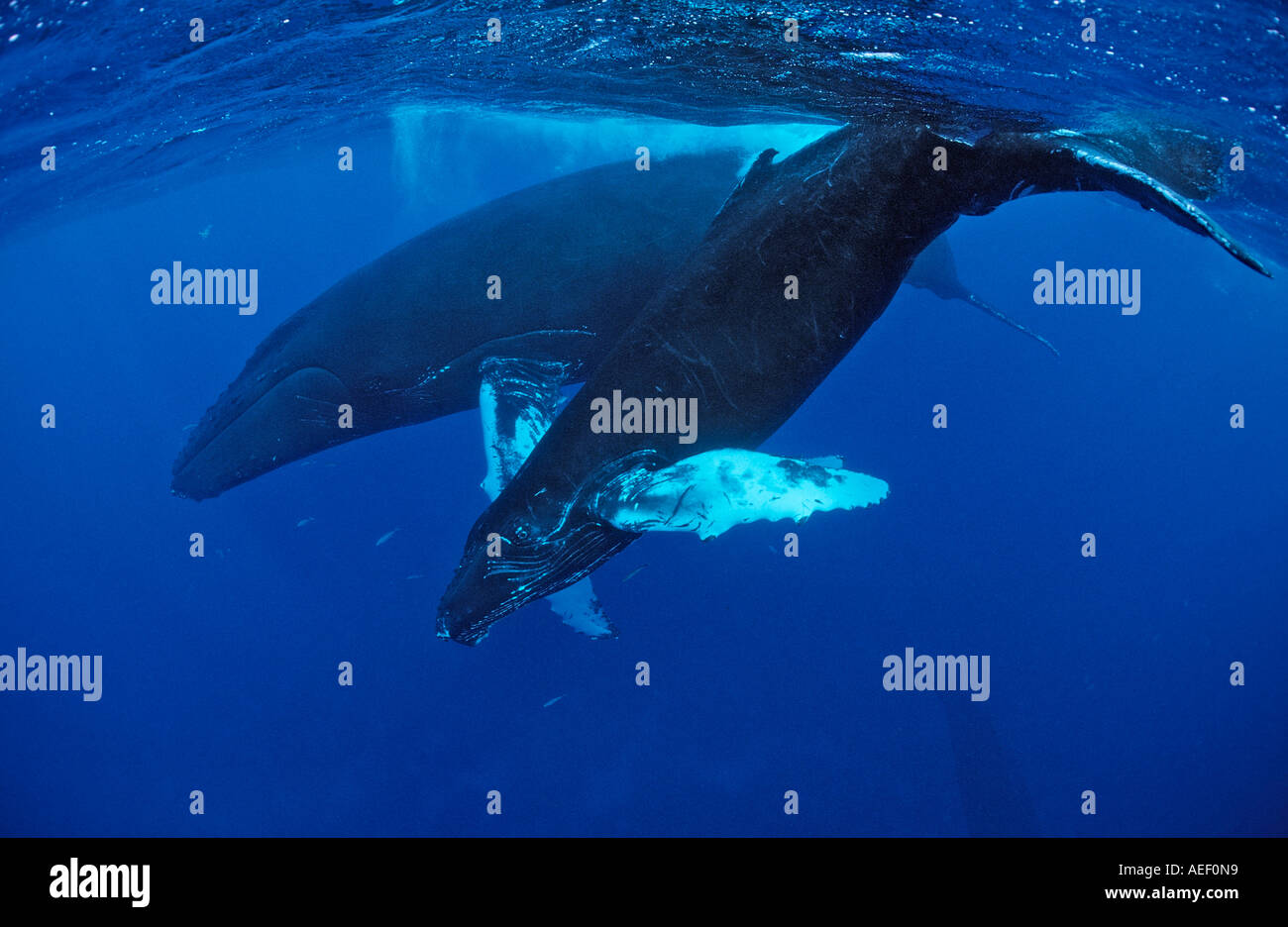 Blue whale and calf nursing hi-res stock photography and images - Alamy