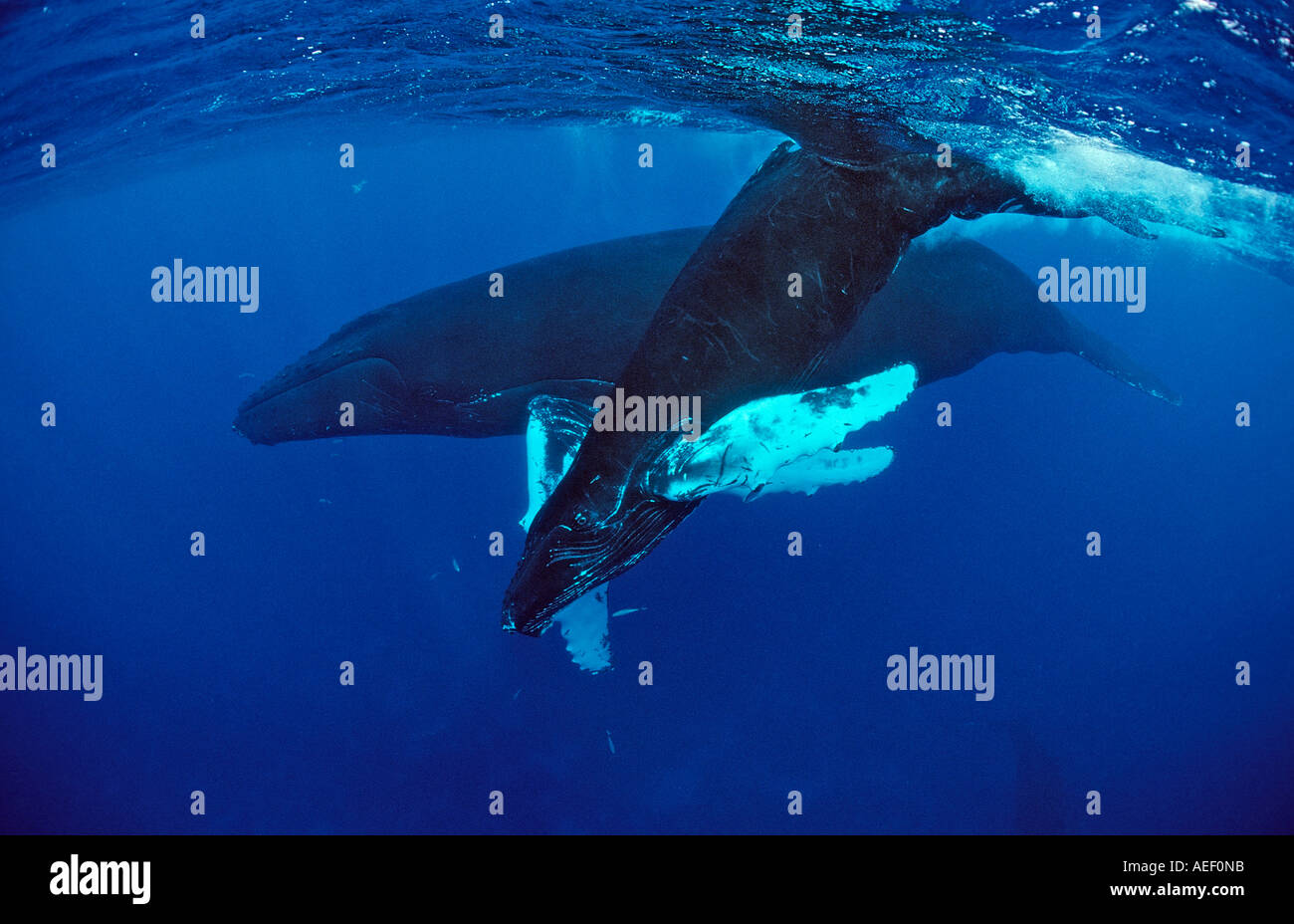 Blue whale calf nursing hi-res stock photography and images - Alamy