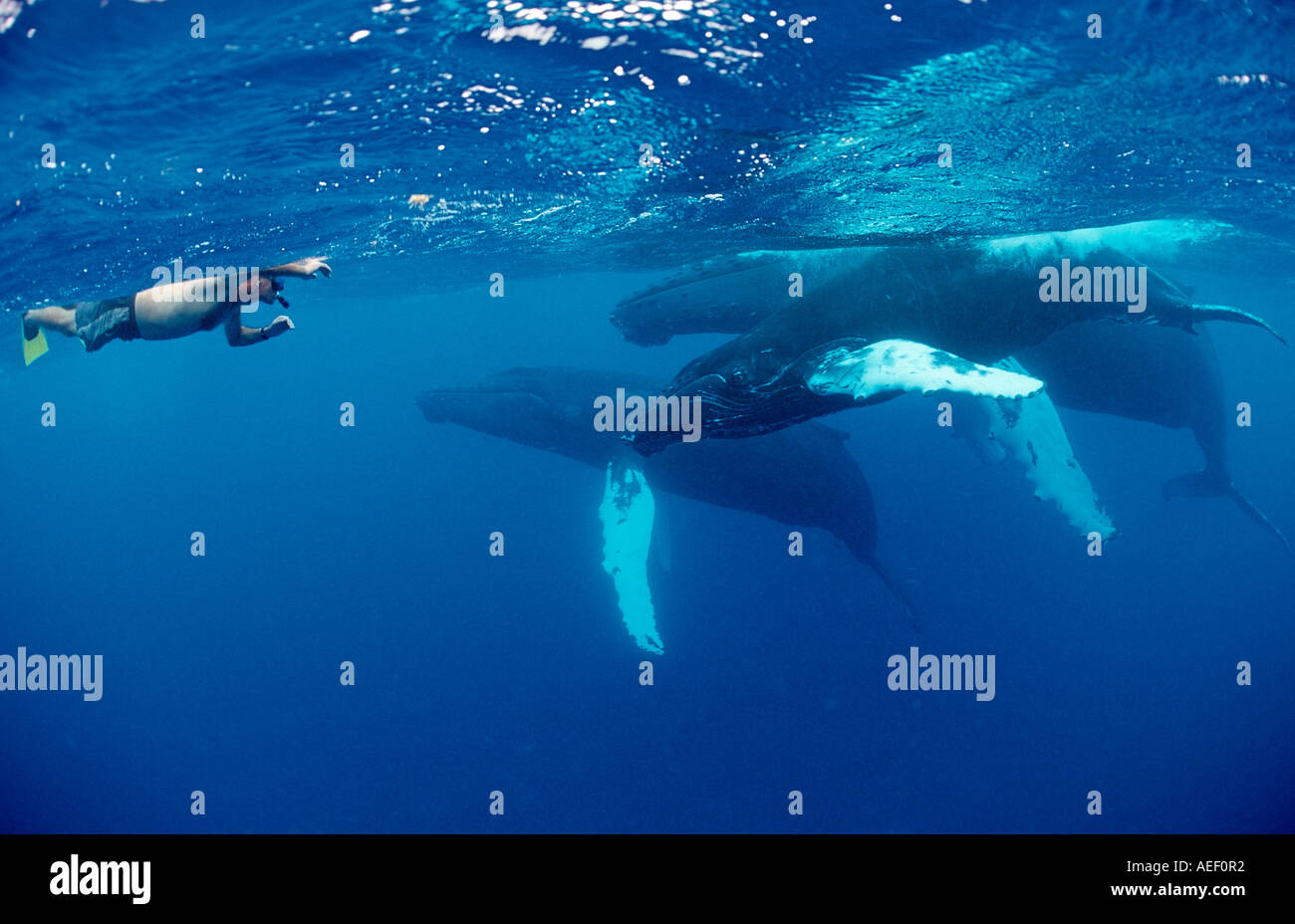 Humpback whale family and snorkeler Megaptera novaeangliae Silverbanks Caribbean Sea Dominican Republic Stock Photo