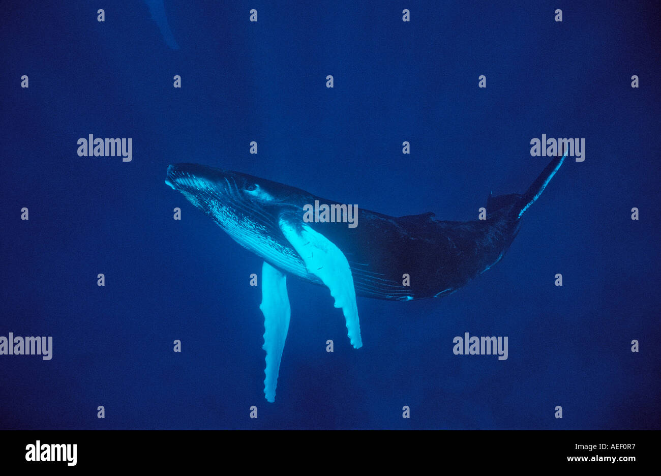 Blue whale calf nursing hi-res stock photography and images - Alamy