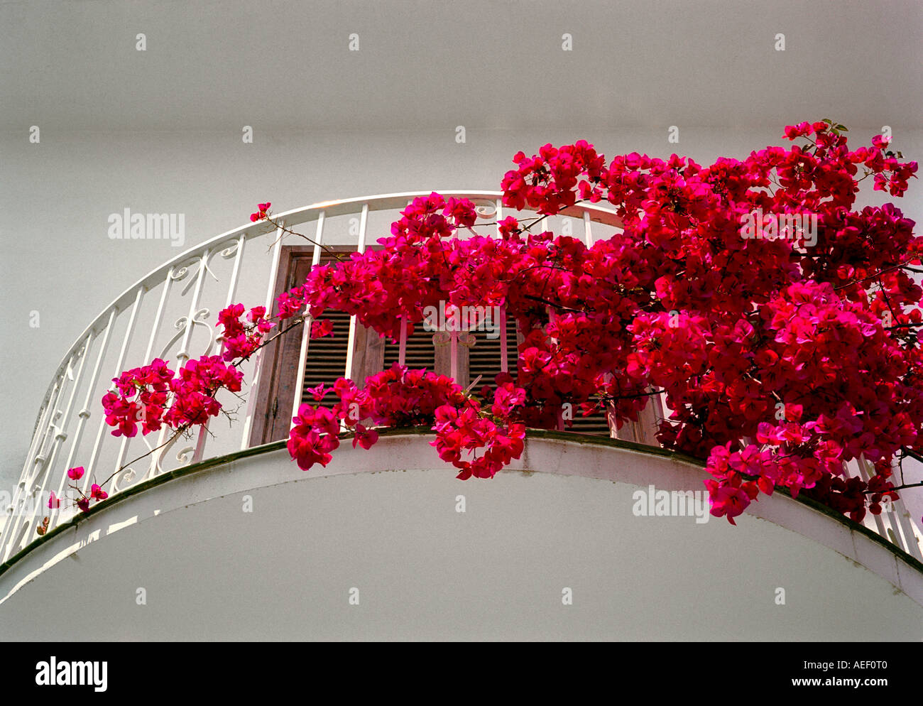 A Startling Array Of Red Bougainvillea On The Balcony Of Andalusian Stock Photo Alamy