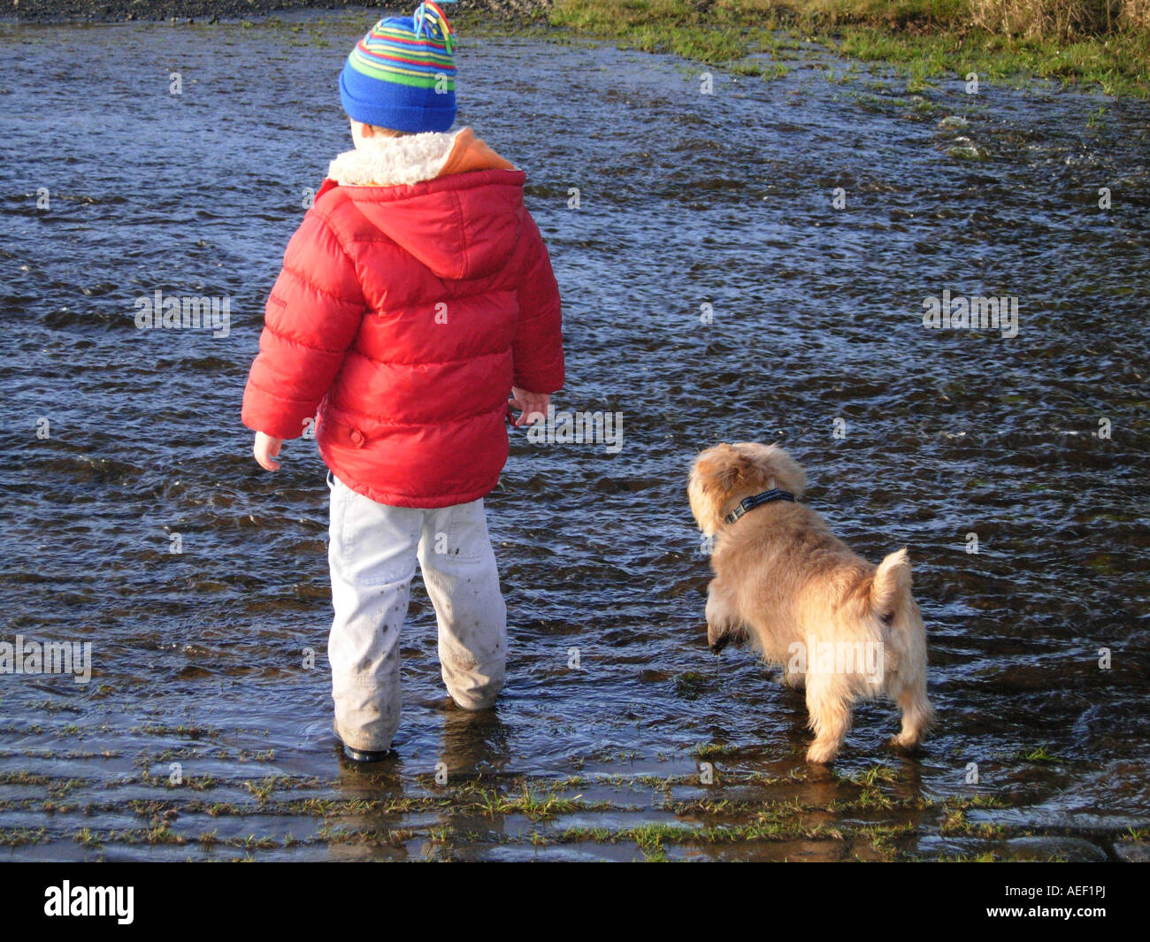 Small boy and dog play the water in December at the Theipmuir Reservoir in the Pentland Hills near Edinburgh Scotland Stock Photo