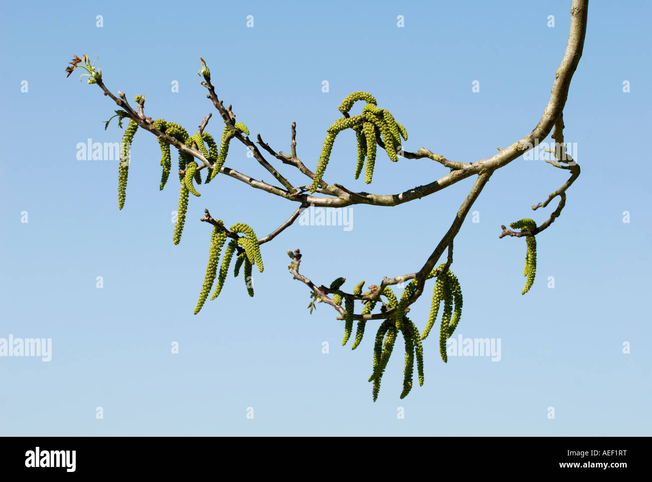 Walnut catkins, France. Stock Photo