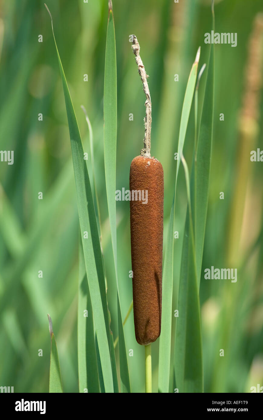 Southern Cattail Typha domingensis Stock Photo