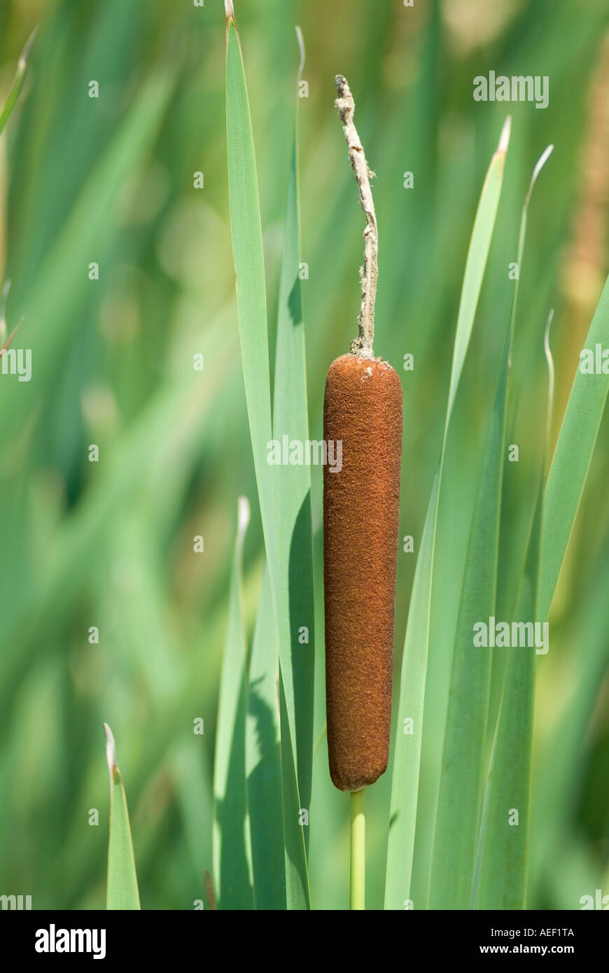 Southern Cattail Typha domingensis Stock Photo