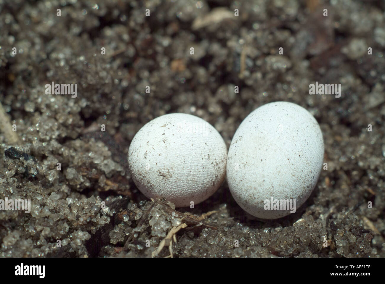 Lizard eggs hires stock photography and images Alamy