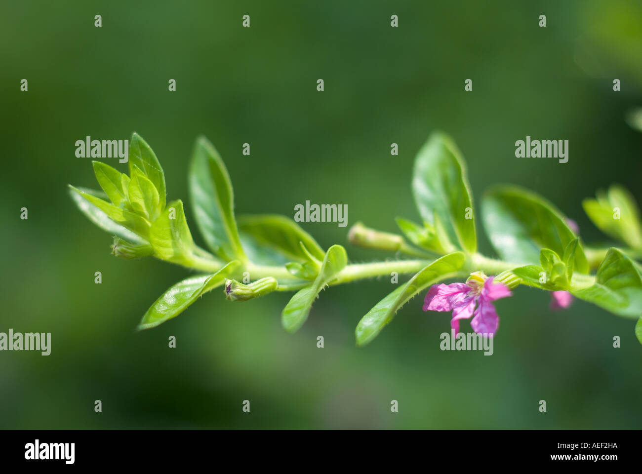 Mexican Heather Cuphea hyssopifolia leaves and flowers Stock Photo