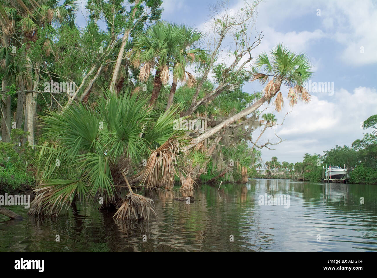 South Fork Saint Lucie River palm trees along River Bank Stuart Martin