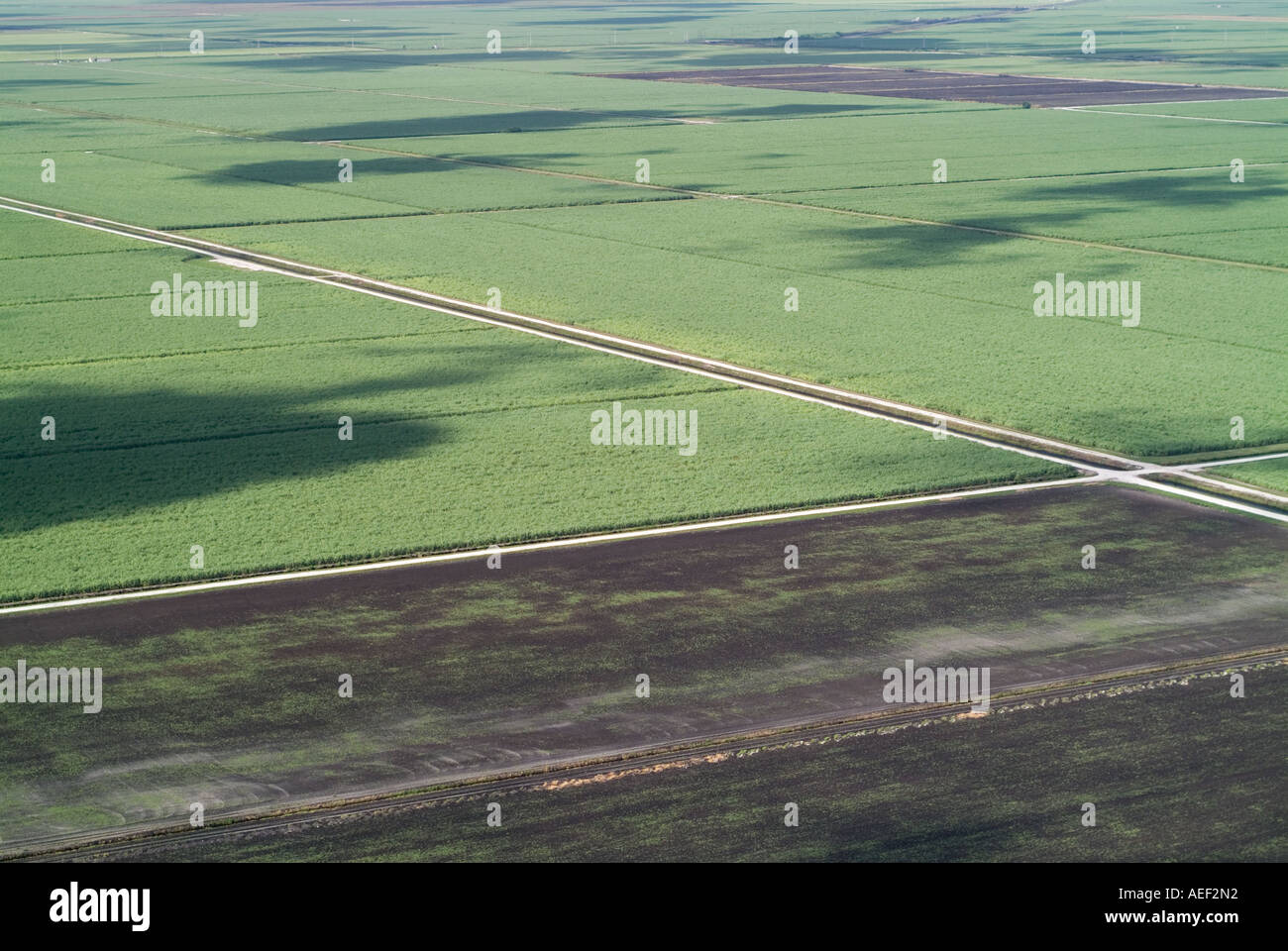 sugarcane sugar cane farming agriculture South Florida Stock Photo Alamy