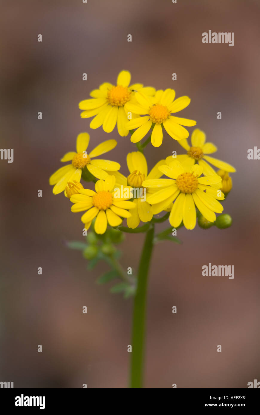 butterweed Packera glabella flowers yellow Stock Photo Alamy