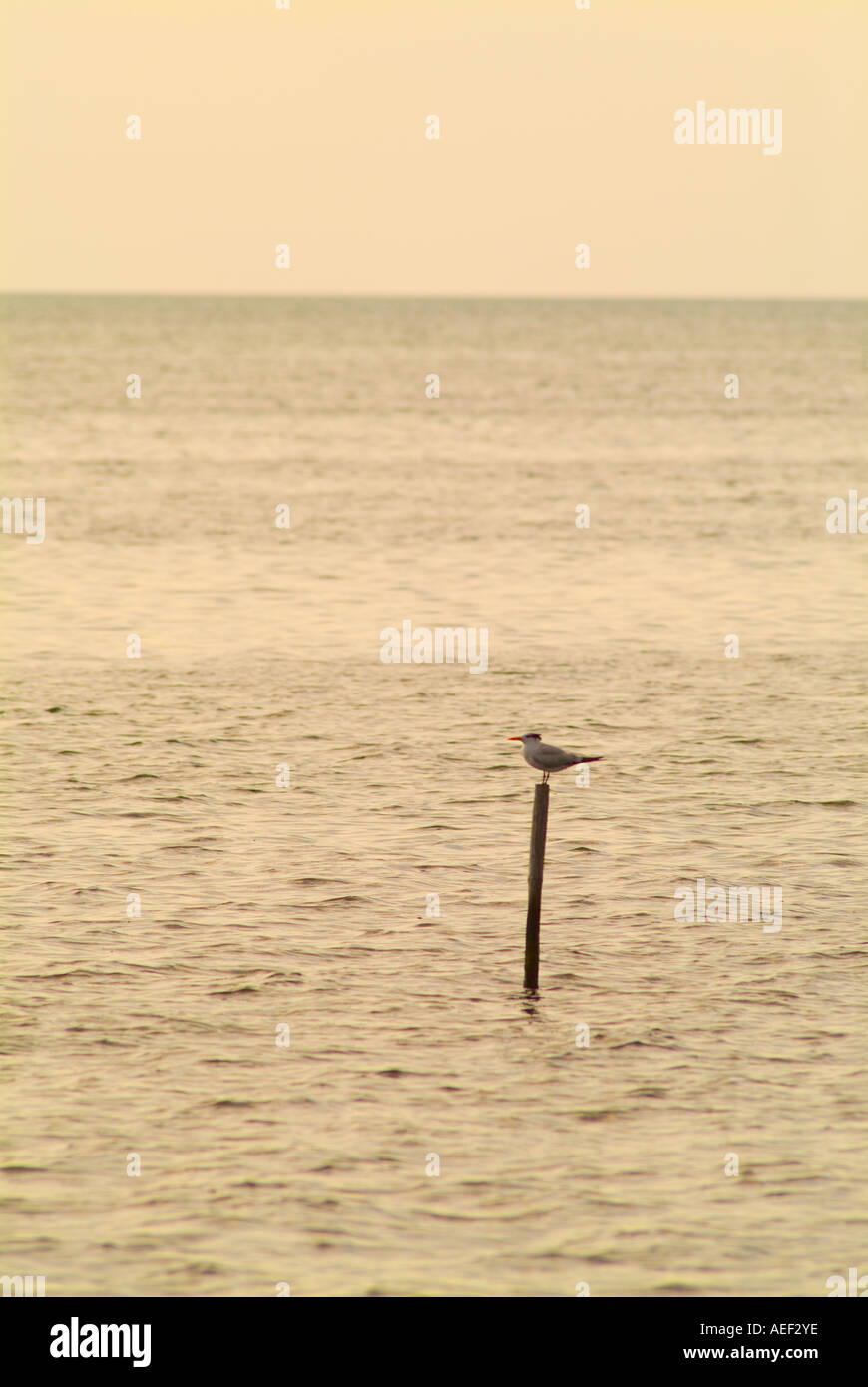 tern bird on a post Biscayne Bay Florida birds water island refuge rest Stock Photo