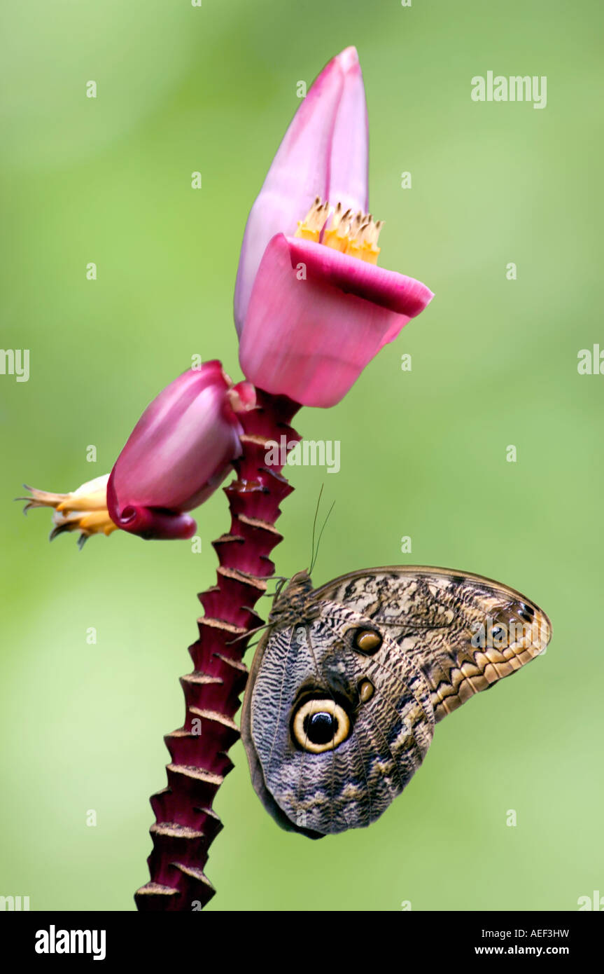A Stunning Owl Butterfly (caligo teucer) resting on a pink flower stem. Stock Photo