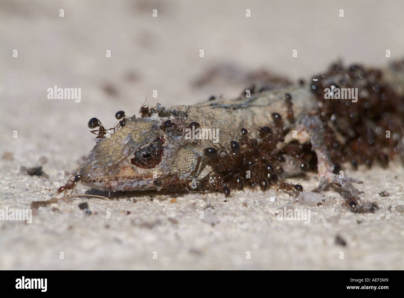 Ants eating lizard hires stock photography and images Alamy