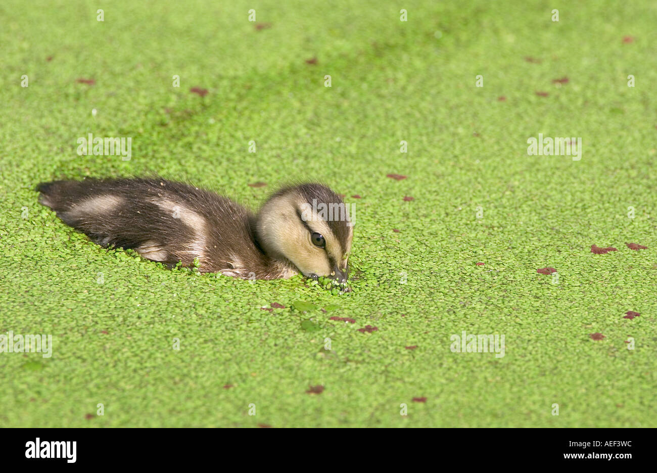 duckling mottled duck Anas fulvigula in duckweed wetland birds ducks