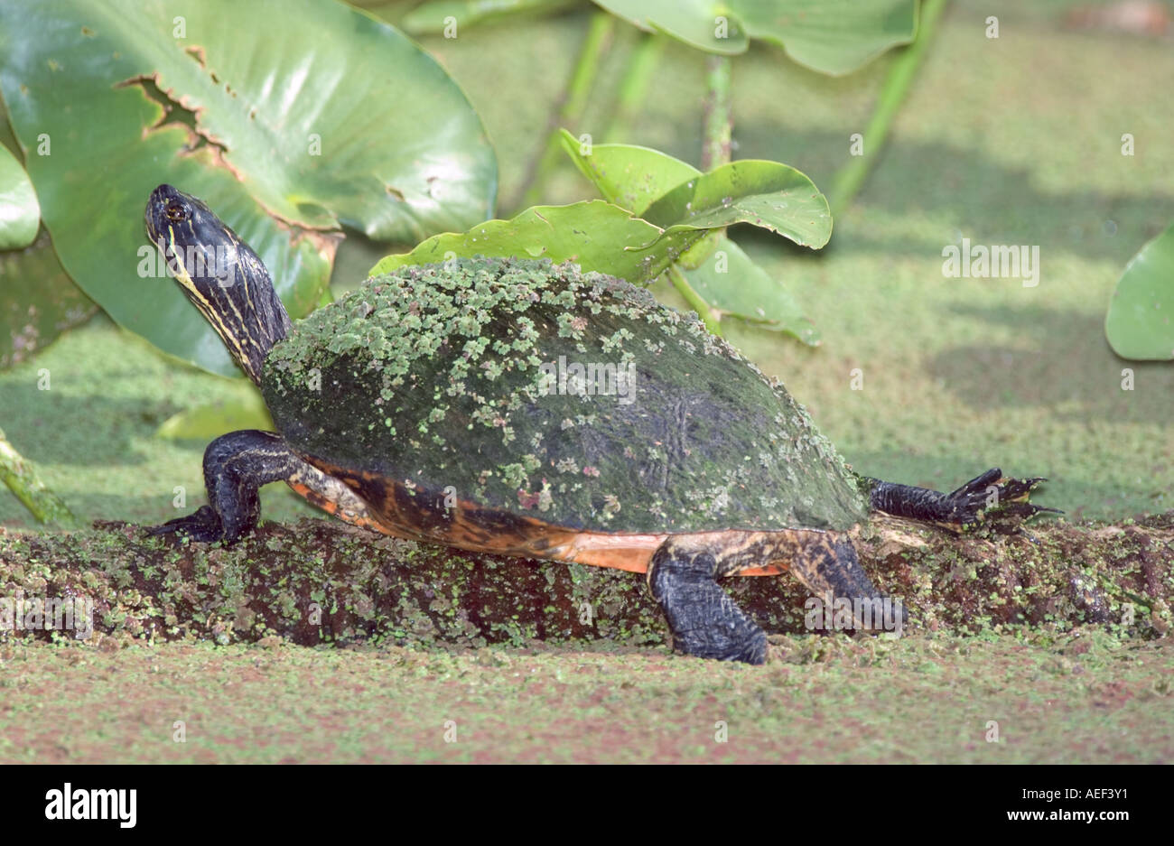 common cooter Pseudemys Chrysemys floridana turtle wetland duckweed