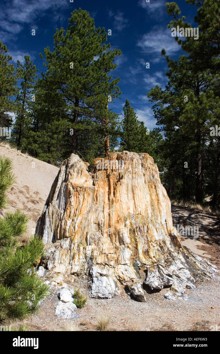 Petrified tree stump at the Florissant Fossil Beds National Monument
