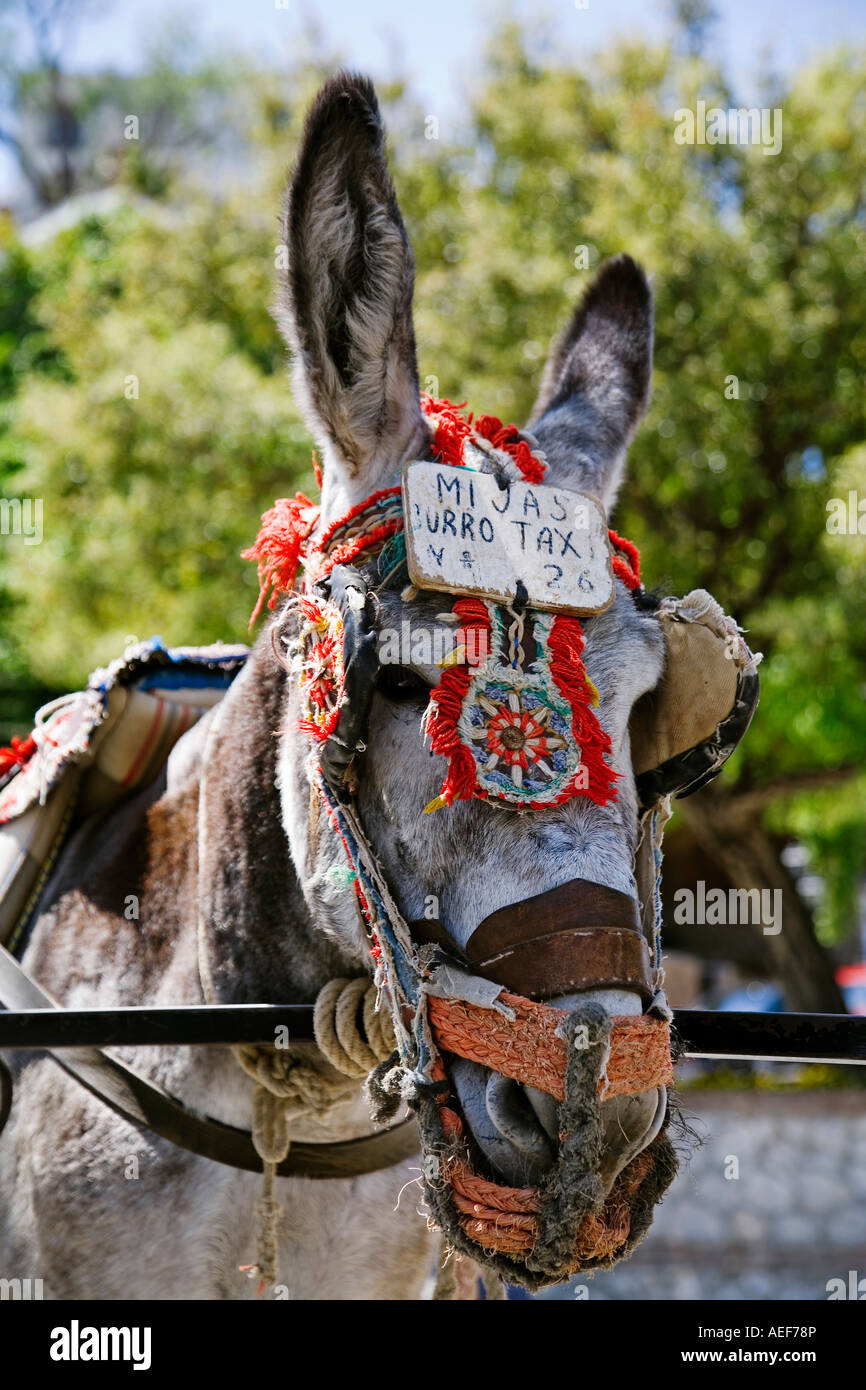 typical donkey taxi in the white town of mijas Malaga coast of the sun Andalusia Spain Stock Photo