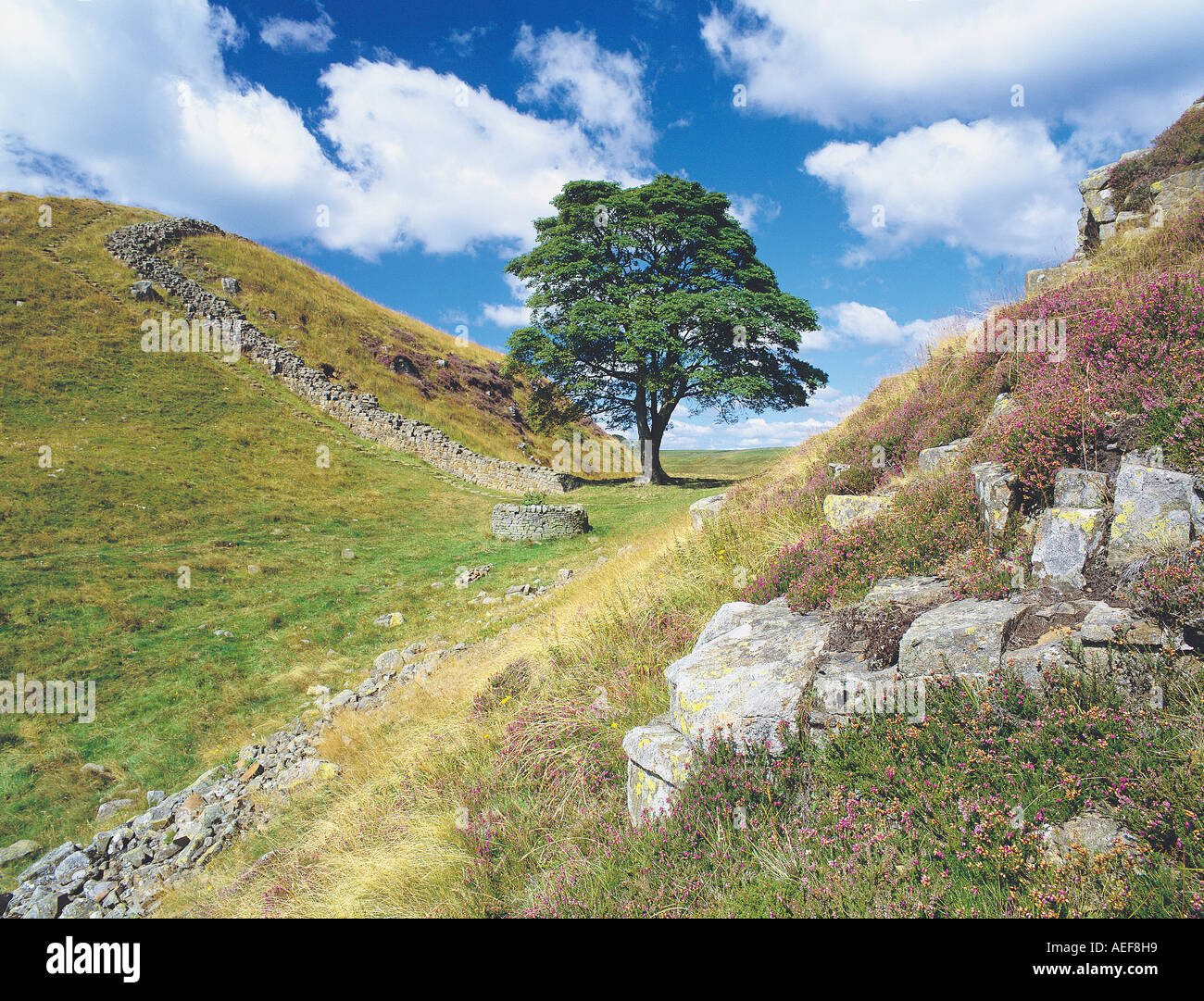 Sycamore Gap, Hadrian's Wall National Trail, Northumberland UK Stock Photo